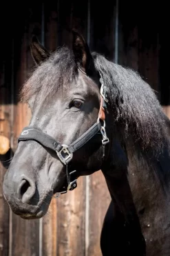 Partrade Trading Corporation Padded Fleece Horse Halter